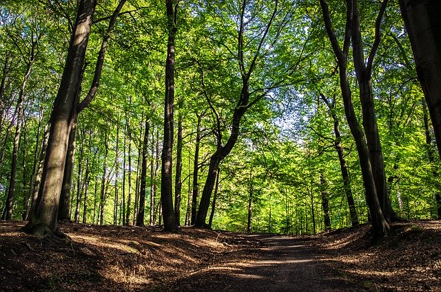 Free download Forest Summer Landscape -  free photo or picture to be edited with GIMP online image editor