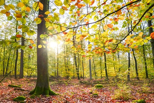 Muat turun percuma Forest Sunlight Sun Nature - foto atau gambar percuma untuk diedit dengan editor imej dalam talian GIMP