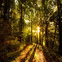 Forest Sunrise  screen for extension Chrome web store in OffiDocs Chromium