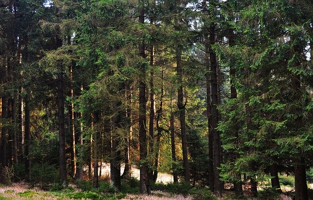 Muat turun percuma Forest Sunrise Lighting - foto atau gambar percuma untuk diedit dengan editor imej dalam talian GIMP