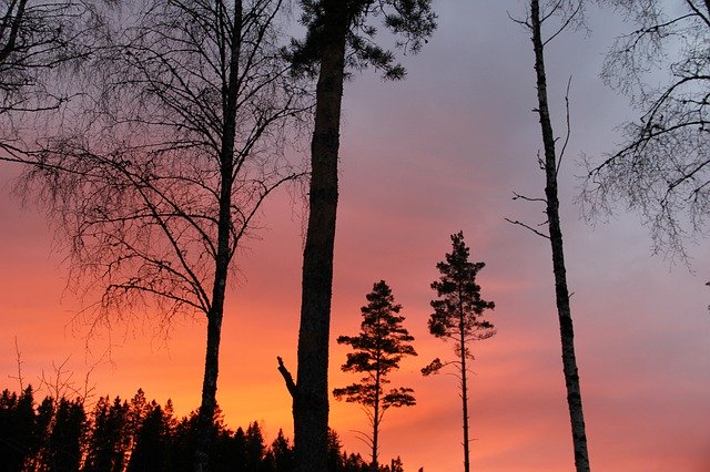 Unduh gratis Forest Sunset Landscape - foto atau gambar gratis untuk diedit dengan editor gambar online GIMP