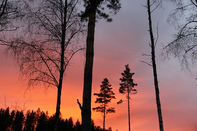 Bezpłatne pobieranie Forest Sunset Landscape - bezpłatne zdjęcie lub obraz do edycji za pomocą internetowego edytora obrazów GIMP