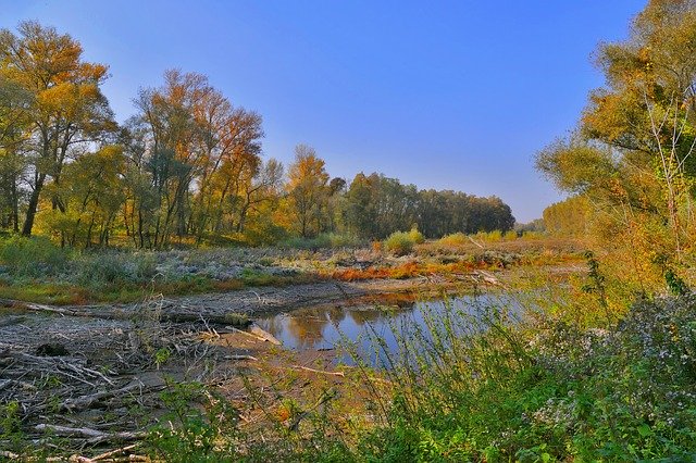 Muat turun percuma Forest Swamp Nature - foto atau gambar percuma untuk diedit dengan editor imej dalam talian GIMP