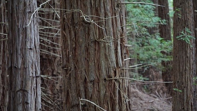 Free download Forest Texture -  free photo or picture to be edited with GIMP online image editor