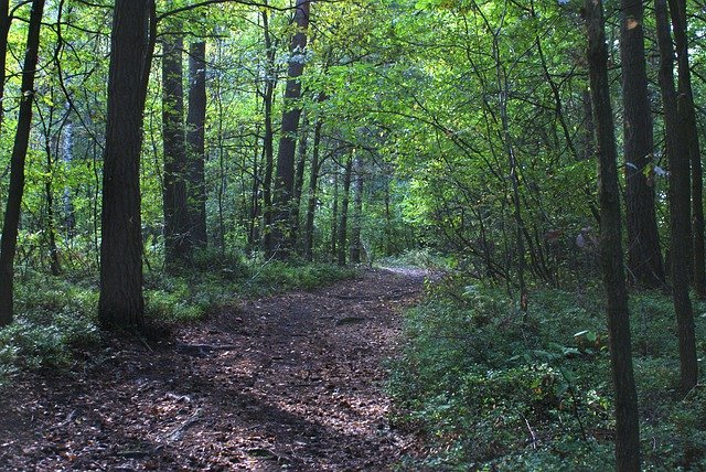 Free download Forest The Bark Path -  free photo or picture to be edited with GIMP online image editor