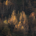 Forest Theme  screen for extension Chrome web store in OffiDocs Chromium