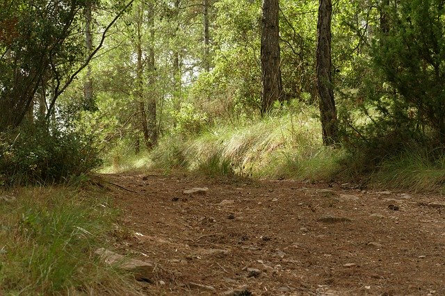 Free picture Forest Trail Forests -  to be edited by GIMP free image editor by OffiDocs