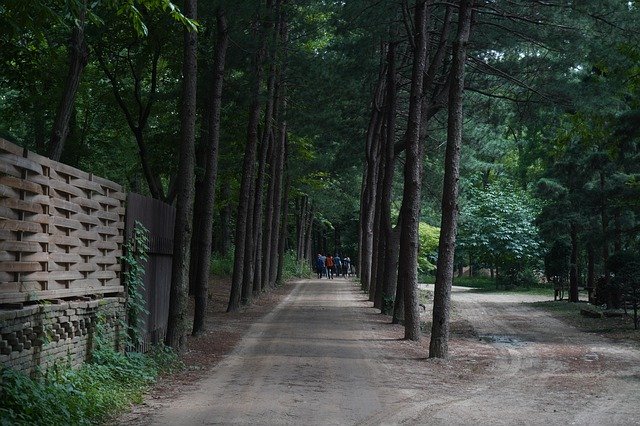 免费下载森林旅游风景 - 使用 GIMP 在线图像编辑器编辑的免费照片或图片