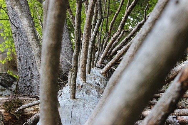 Bezpłatne pobieranie Forest Tree Alps - bezpłatne zdjęcie lub obraz do edycji za pomocą internetowego edytora obrazów GIMP