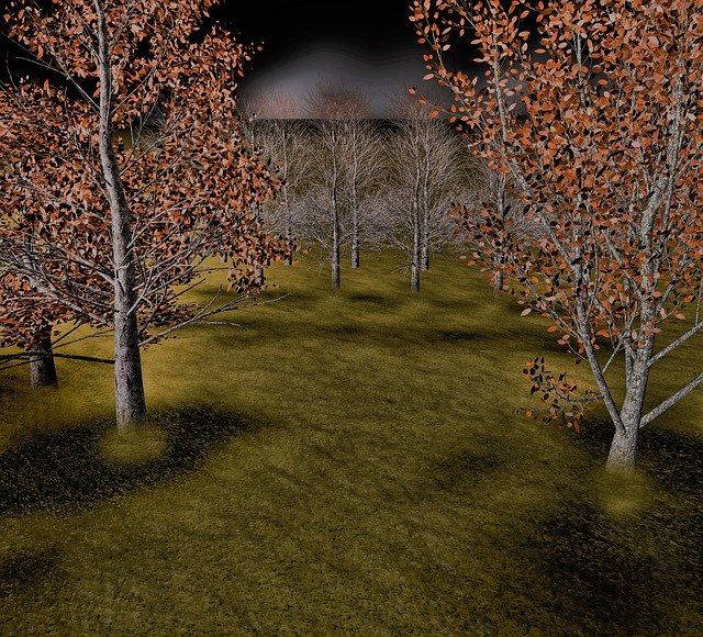 Download gratuito Forest Tree Autumn - foto o immagine gratuita gratuita da modificare con l'editor di immagini online di GIMP