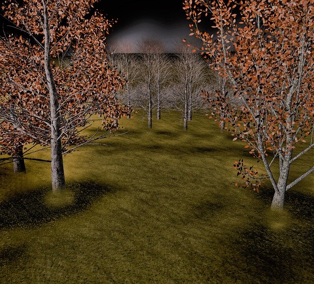 Free download Forest Tree Autumn -  free free photo or picture to be edited with GIMP online image editor