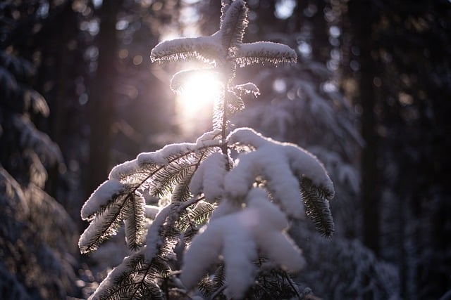 Free download forest tree branches snow free picture to be edited with GIMP free online image editor