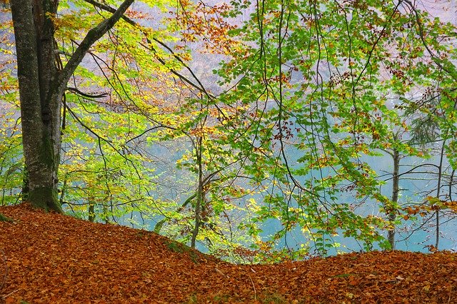 免费下载 Forest Tree Fall Foliage Indian - 可使用 GIMP 在线图像编辑器编辑的免费照片或图片
