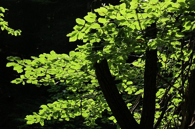Free download Forest Tree Foliage The Nature Of -  free photo or picture to be edited with GIMP online image editor