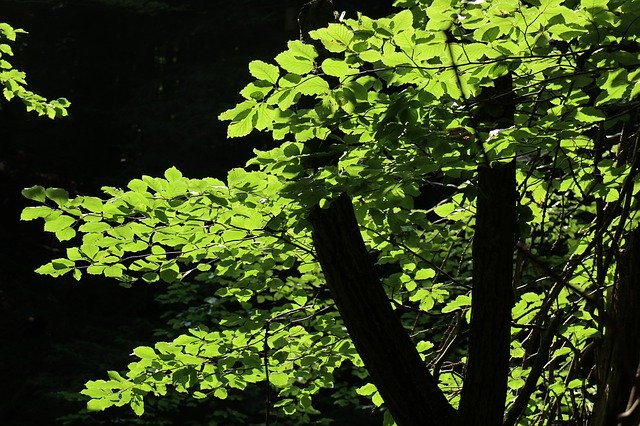 Descărcare gratuită Forest Tree Foliage The Nature Of - fotografie sau imagini gratuite pentru a fi editate cu editorul de imagini online GIMP