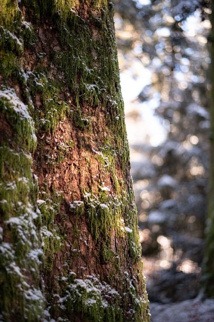 Free download forest tree fresh air cold free picture to be edited with GIMP free online image editor