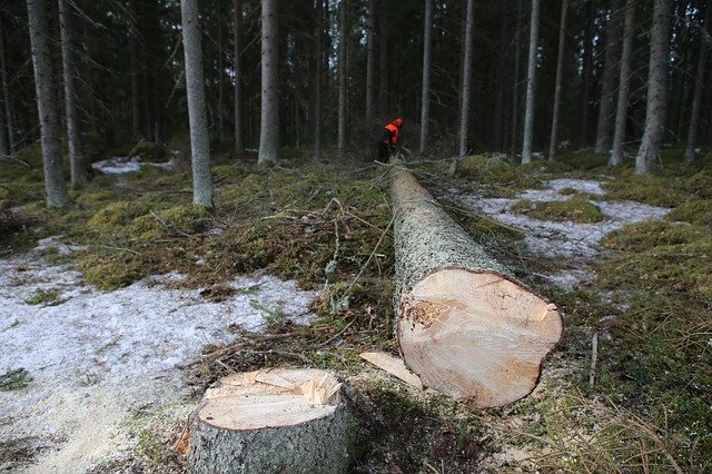 Baixe gratuitamente Forest Tree Logs - foto ou imagem grátis para ser editada com o editor de imagens online GIMP