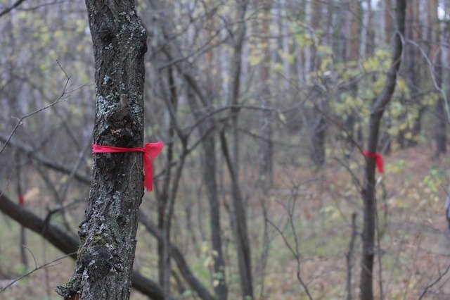 무료 다운로드 Forest Tree Nature 무료 사진 템플릿은 GIMP 온라인 이미지 편집기로 편집할 수 있습니다.