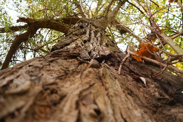Kostenloser Download Forest Tree Park - kostenloses Foto oder Bild zur Bearbeitung mit GIMP Online-Bildbearbeitung