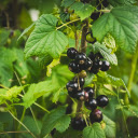 Forest trees and berries  screen for extension Chrome web store in OffiDocs Chromium