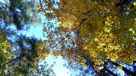 Muat turun percuma Forest Trees Autumn - foto atau gambar percuma untuk diedit dengan editor imej dalam talian GIMP