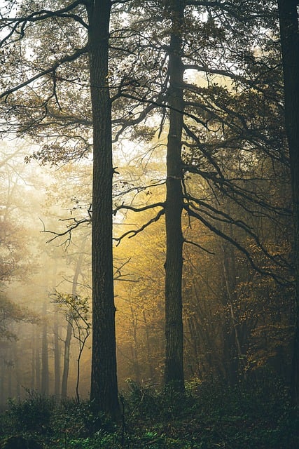Free download forest trees autumn nature fog free picture to be edited with GIMP free online image editor