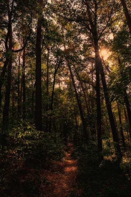 Unduh gratis Forest Trees Away - foto atau gambar gratis untuk diedit dengan editor gambar online GIMP