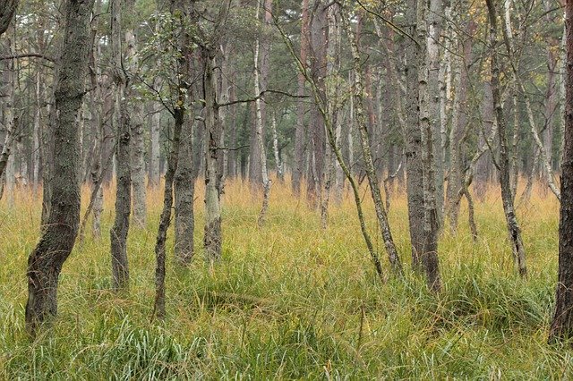 Gratis download Forest Trees Birch - gratis foto of afbeelding die u kunt bewerken met de online afbeeldingseditor van GIMP