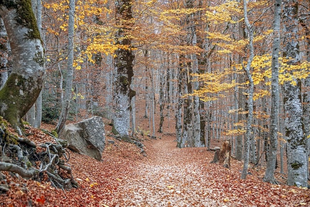 Free download forest trees fall autumn nature free picture to be edited with GIMP free online image editor