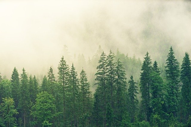 Free download forest trees fog conifers pine free picture to be edited with GIMP free online image editor