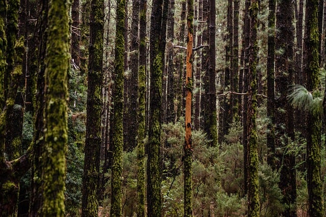 Free download forest trees fog mist green free picture to be edited with GIMP free online image editor