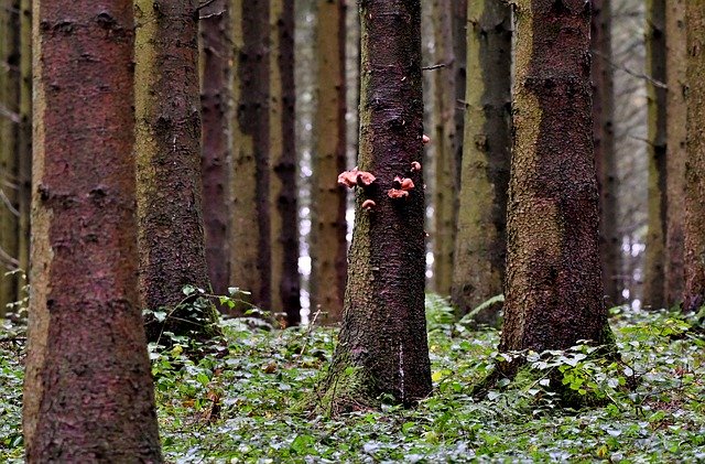 Free picture Forest Trees Fungi -  to be edited by GIMP free image editor by OffiDocs