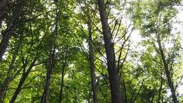 Descarga gratuita Forest Trees Green: video gratuito para editar con el editor de video en línea OpenShot