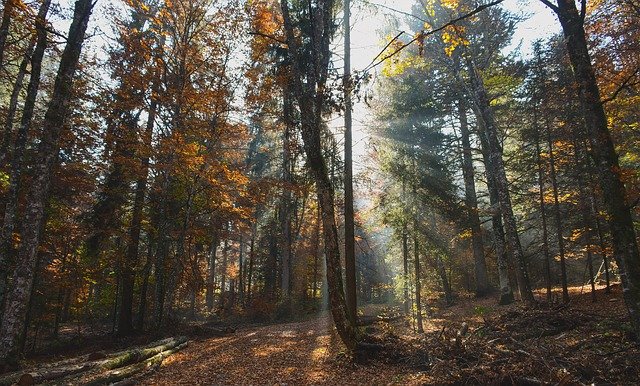 Téléchargement gratuit de Paysage d'arbres forestiers - photo ou image gratuite à modifier avec l'éditeur d'images en ligne GIMP