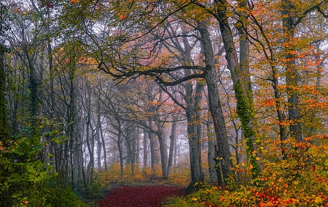 Scarica gratuitamente l'immagine gratuita degli alberi della foresta e delle foglie autunnali da modificare con l'editor di immagini online gratuito GIMP