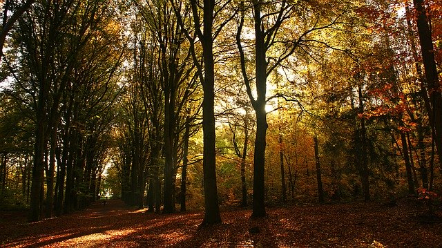 Ücretsiz indir Forest Trees Morning - GIMP çevrimiçi resim düzenleyici ile düzenlenecek ücretsiz fotoğraf veya resim