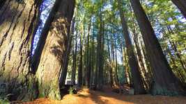 Muat turun percuma Forest Trees Nature - foto atau gambar percuma percuma untuk diedit dengan editor imej dalam talian GIMP