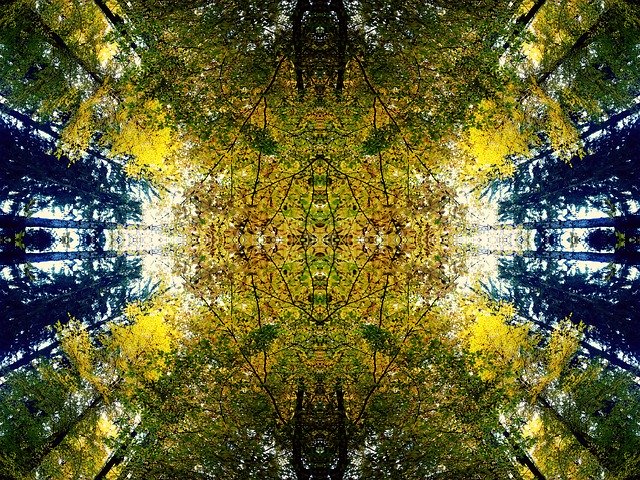 Free download Forest Trees Nature Branch -  free illustration to be edited with GIMP free online image editor