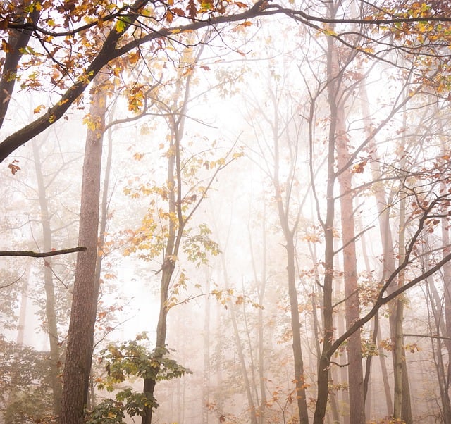 Free download forest trees nature country leaves free picture to be edited with GIMP free online image editor