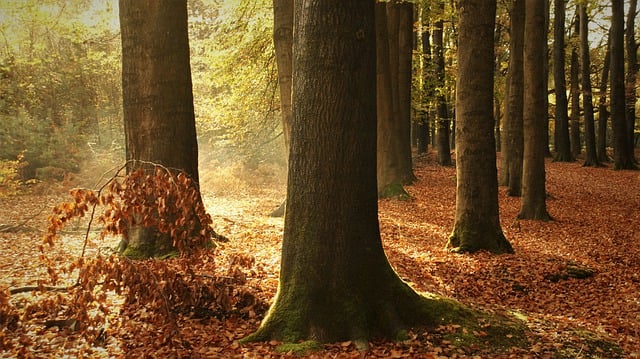 森の木、自然、秋の風景の無料ダウンロード GIMP 無料のオンライン画像エディターで編集できる無料画像