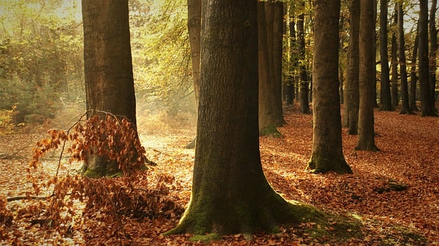 Free download forest trees nature fall landscape free picture to be edited with GIMP free online image editor