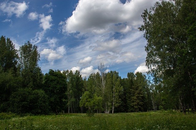 הורדה חינם של Forest Trees Park - תמונה או תמונה בחינם לעריכה עם עורך התמונות המקוון GIMP