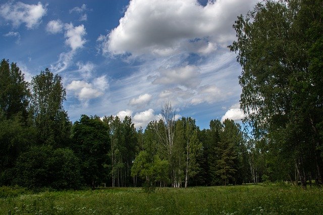 Free download Forest Trees Park -  free photo or picture to be edited with GIMP online image editor