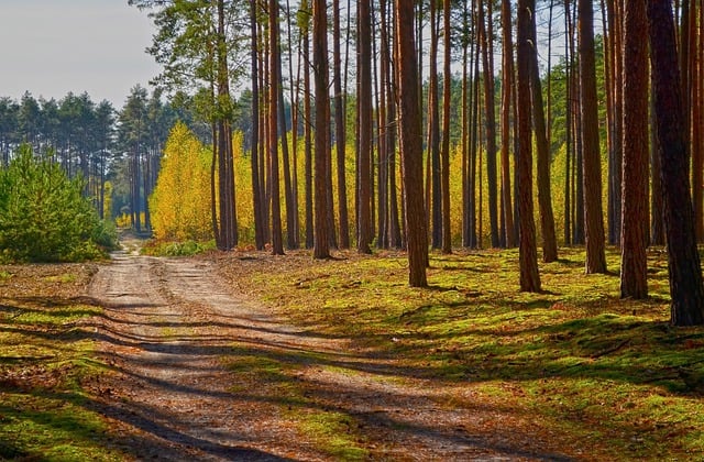 Descărcare gratuită imaginea gratuită a arborilor din pădure calea soarelui pentru a fi editată cu editorul de imagini online gratuit GIMP