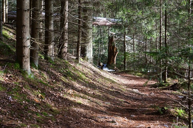 Free download forest trees path woods wilderness free picture to be edited with GIMP free online image editor