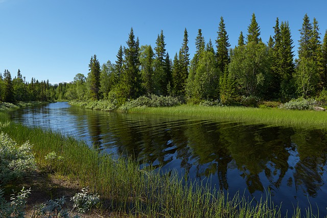 Free download forest trees river scenery summer free picture to be edited with GIMP free online image editor
