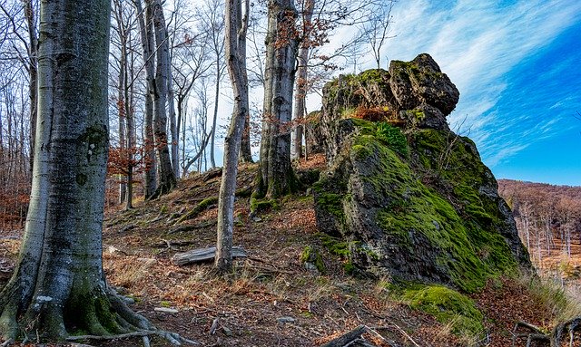 Téléchargement gratuit de Forest Trees Rocks - photo ou image gratuite à éditer avec l'éditeur d'images en ligne GIMP