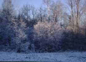 Free download Forest, Trees, Snow, Winter free photo or picture to be edited with GIMP online image editor