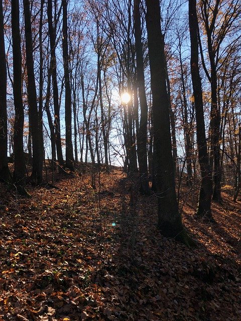 Descărcare gratuită Forest Trees Sun - fotografie sau imagini gratuite pentru a fi editate cu editorul de imagini online GIMP