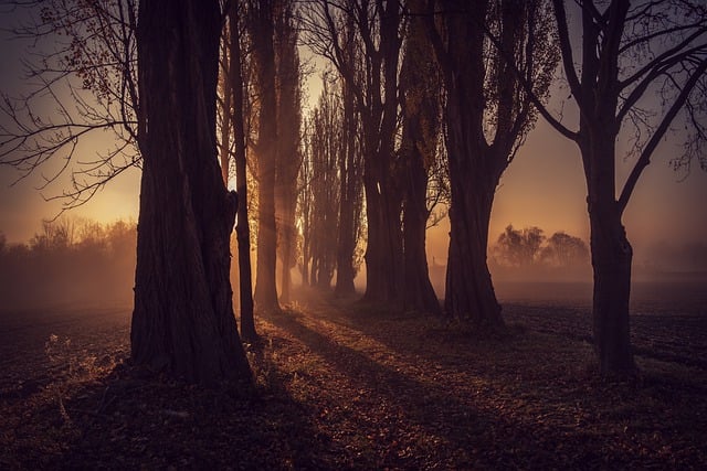 Free download forest trees sunlight sun alley free picture to be edited with GIMP free online image editor